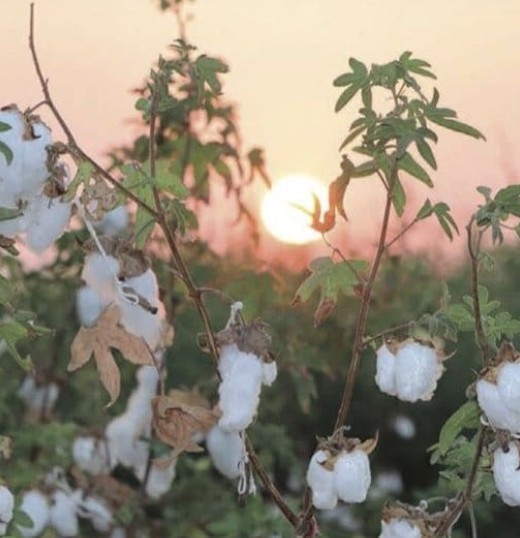 Organic Cotton