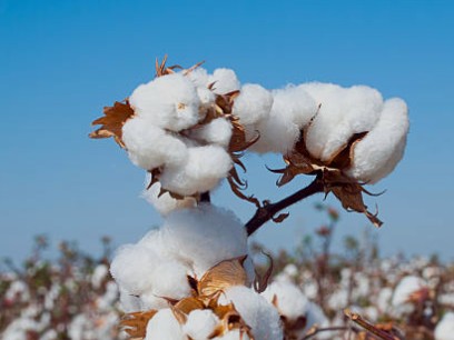Raw Cotton